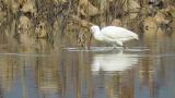 Eurasian Spoonbill, foraging