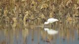 Eurasian Spoonbill, foraging