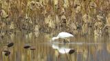Eurasian Spoonbill, foraging