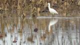 Eurasian Spoonbill, foraging
