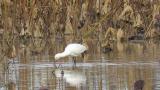Eurasian Spoonbill, foraging