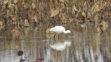 Eurasian Spoonbill, foraging