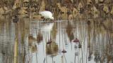 Eurasian Spoonbill, foraging