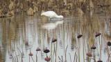 Eurasian Spoonbill, foraging