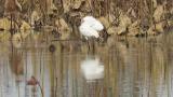 Eurasian Spoonbill, foraging and some other movements