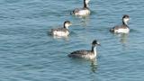 Black-necked Grebes