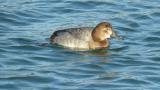 Common Pochard, drinking water