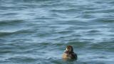 Greater Scaup, scratching