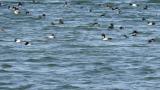 Ducks (mainly Greater Scaups)