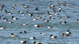 Ducks (mainly Greater Scaups)