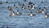 Ducks (mainly Greater Scaups and Northern Pintails)