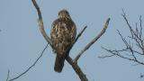 Perched Eastern Buzzard