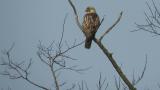 Perched Eastern Buzzard