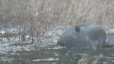 Brown Dipper, defecation