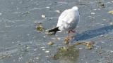 Walking Black-headed Gull