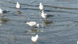 Walking Black-headed Gulls