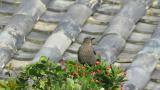 Blue Rock Thrush, foraging