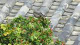 Blue Rock Thrush, foraging