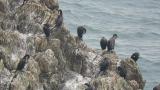 Japanese Cormorants, preening