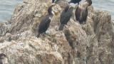 Japanese Cormorants, preening