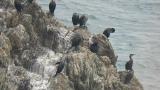 Japanese Cormorants, preening