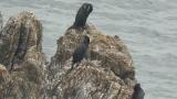 Japanese Cormorants, preening