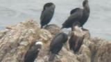Japanese Cormorants, preening