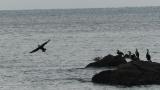 Japanese cormorants