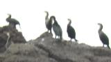 Japanese cormorants