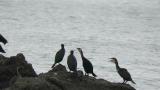 Japanese cormorants