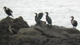 Japanese cormorants
