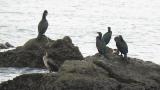 Japanese cormorants