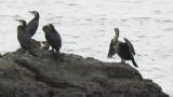 Japanese cormorants