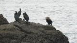 Japanese cormorants