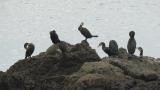 Japanese cormorants