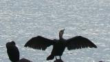Japanese cormorant spreading the wings