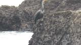 Japanese cormorant drying after foraging