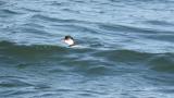 Black-necked Grebe