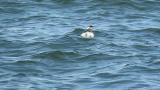 Black-necked Grebe