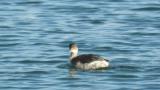 Black-necked Grebe