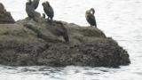 Pelagic Cormorant, wing flapping and preening