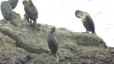 Pelagic Cormorant, wing flapping and preening