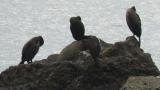 Pelagic Cormorant, preening