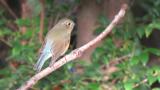 Red-flanked Bluetail