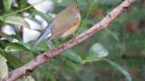 Red-flanked Bluetail