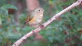 Red-flanked Bluetail