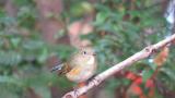 Red-flanked Bluetail