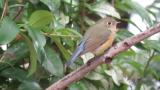 Red-flanked Bluetail