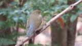 Red-flanked Bluetail