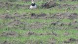 Foraging Northern Lapwing